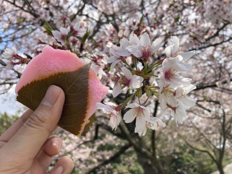 福岡堰 桜 花見 和菓子