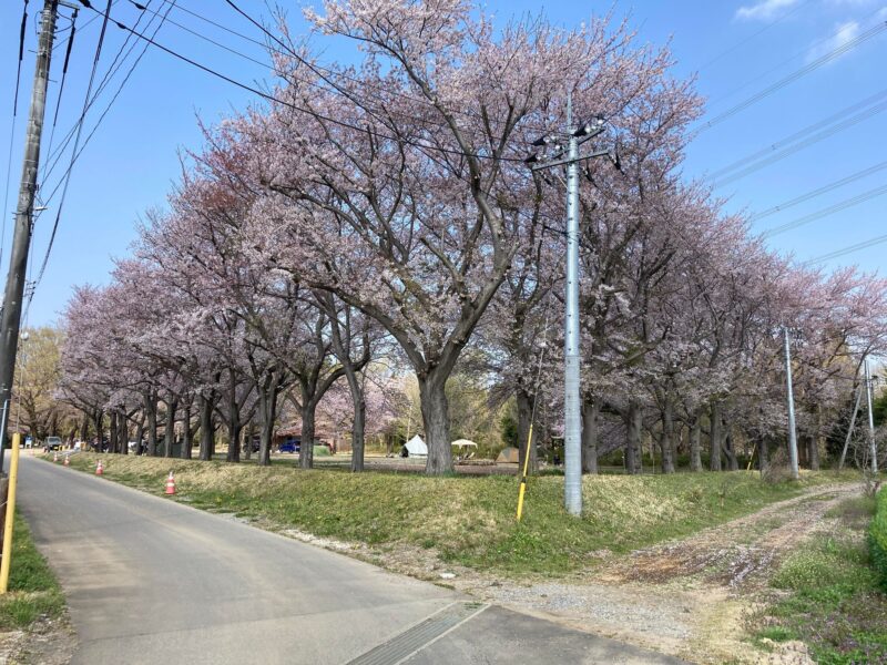 六斗の森 桜 キャンプ場