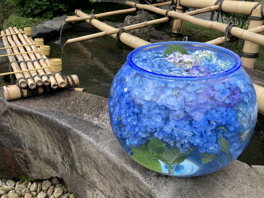 うしくでゆるポタ！第３８回「潤うあじさい牛久大仏へ！」編に行ってきました！